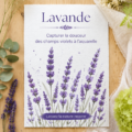 Aquarelle de lavande représentant des champs violets ensoleillés.